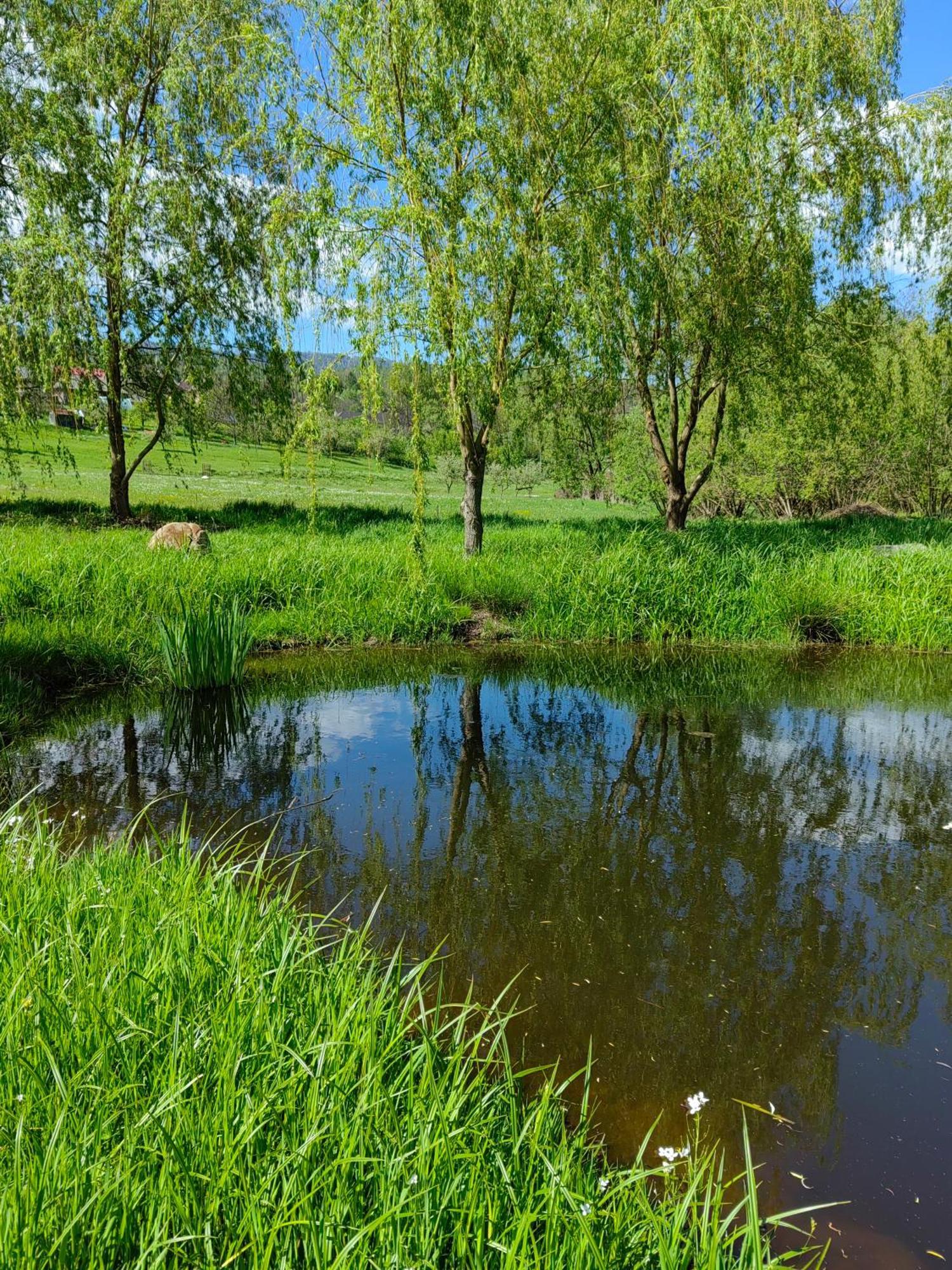 Pensiunea Mara Desesti Экстерьер фото